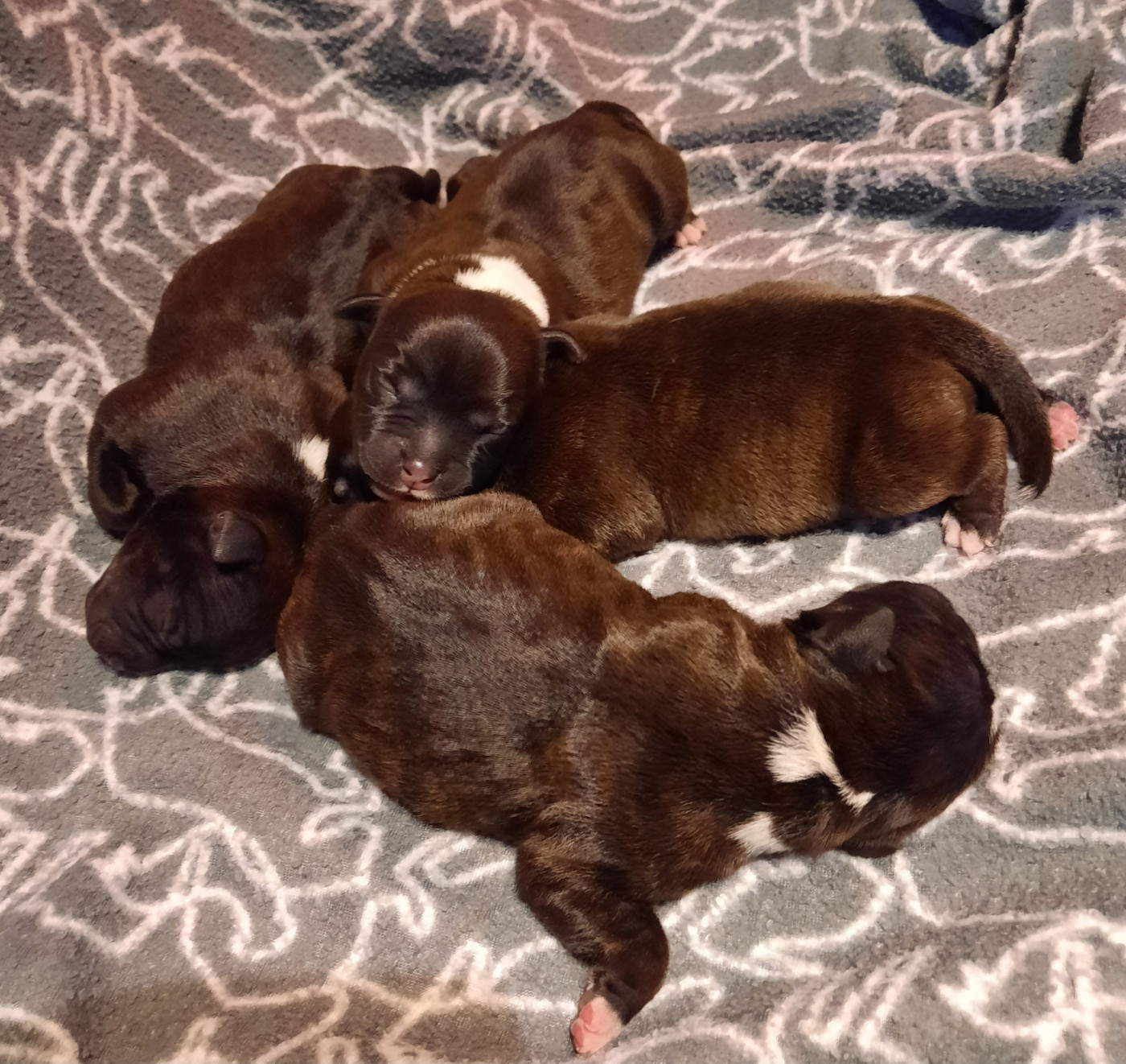 Du Domaine Des Kyanites - Chiots disponibles - Staffordshire Bull Terrier