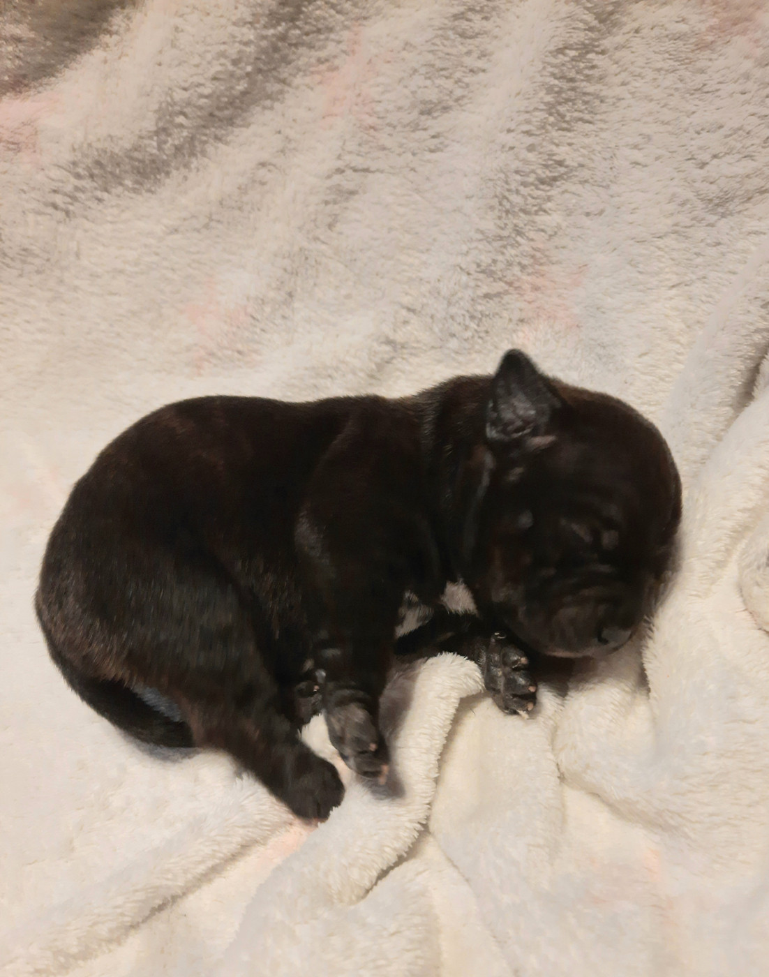 Du Domaine Des Kyanites - Chiots disponibles - Staffordshire Bull Terrier