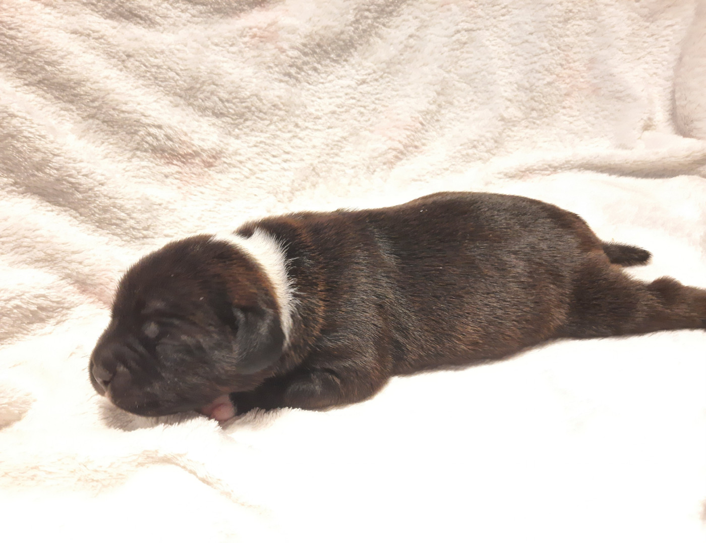 Du Domaine Des Kyanites - Chiots disponibles - Staffordshire Bull Terrier