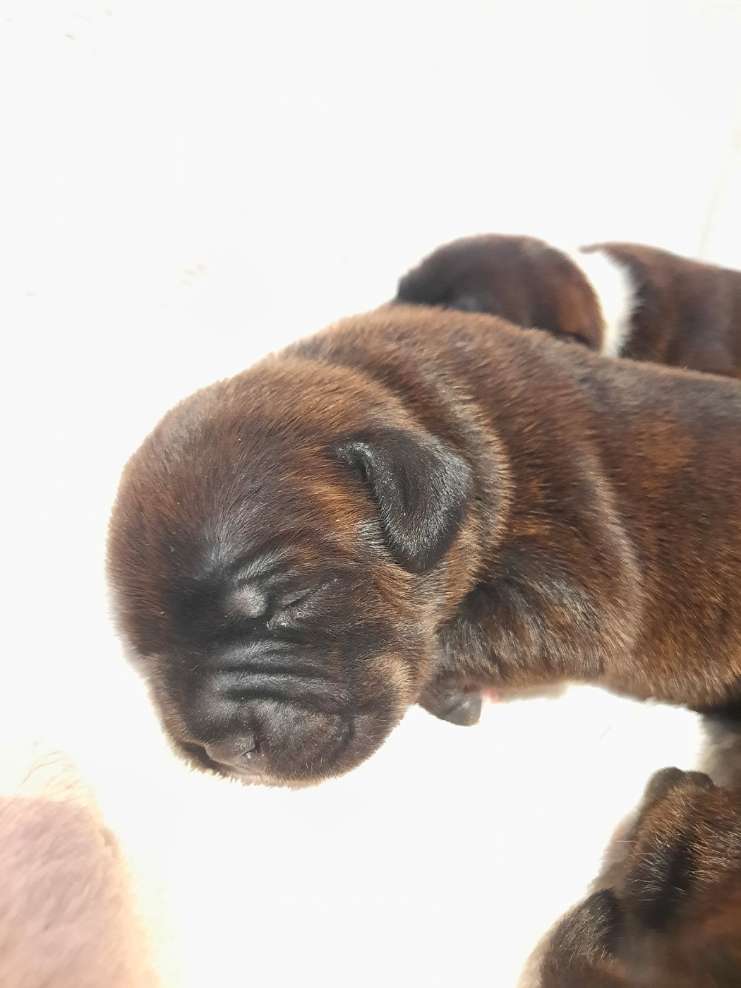 Du Domaine Des Kyanites - Chiots disponibles - Staffordshire Bull Terrier